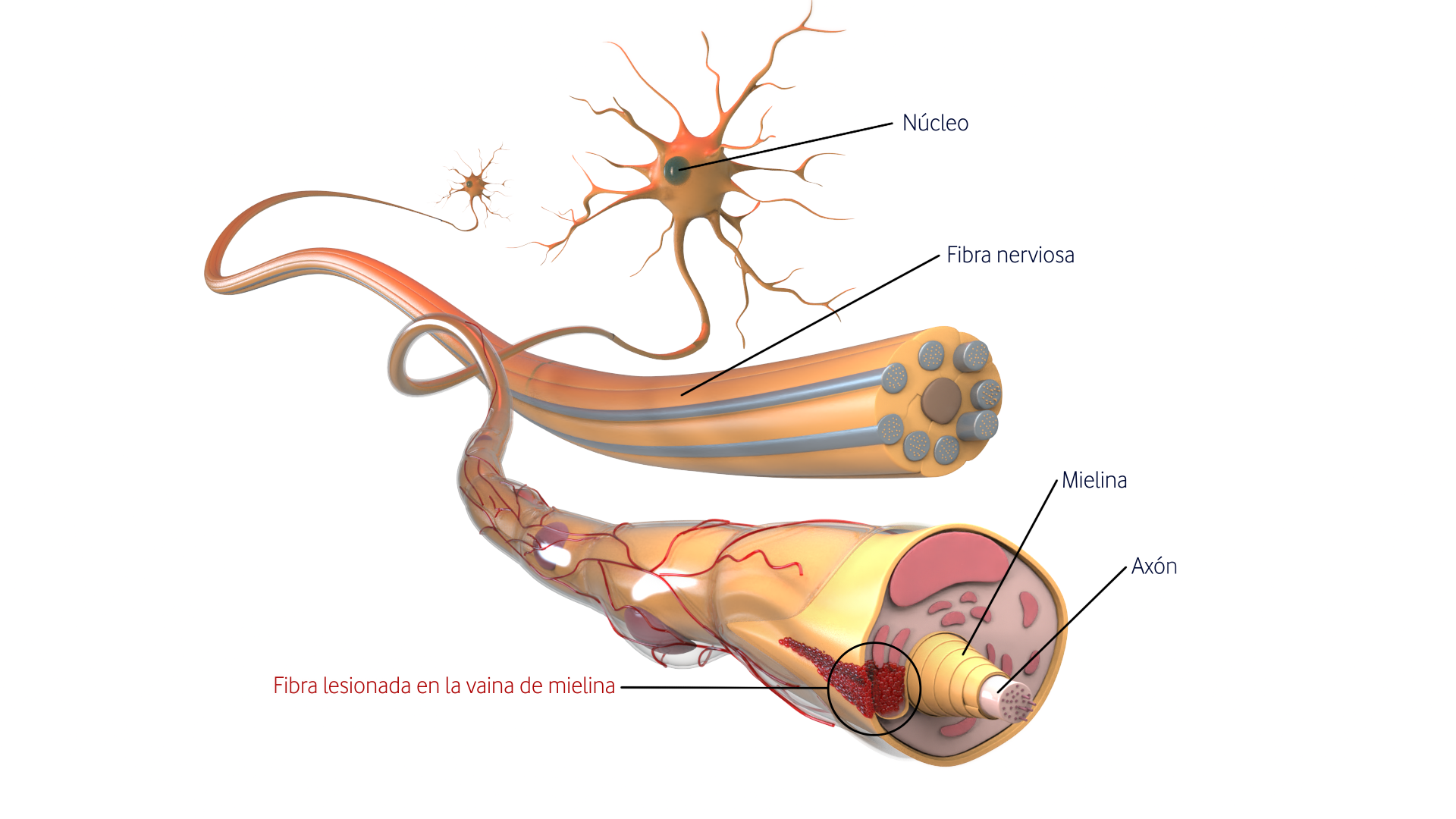 Fibra nerviosa y neurona (2)