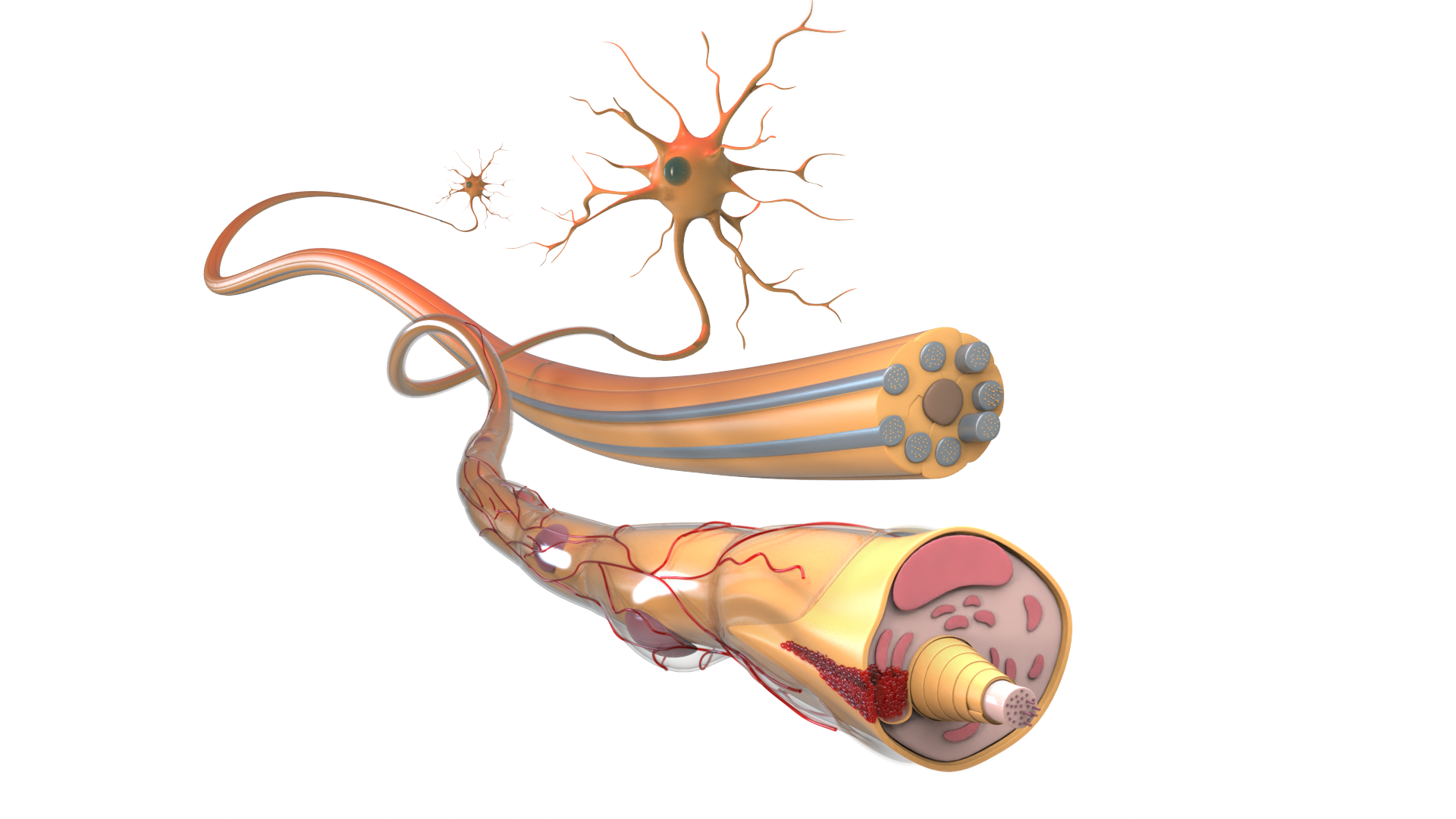 fibra nerviosa y neurona